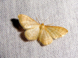 0169 Idaea humiliata 23 06 2019 LesCrêts JESC 286.JPG