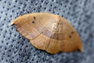 Watsonalla uncinulla-0540ppc.jpg