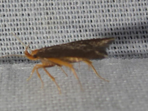 L 23 06 2019 LesCrêts JESC 267.JPG