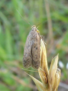 L 1540 Bryotropha terrella ou 1633 Athrips mouffetella  23 06 2019 LesCrêts JESC 075.JPG