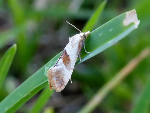 L 2136 Cochylidia possible Falseuncaria ruficiliana 23 06 2019 LesCrêts JESC 102 - Copie.JPG