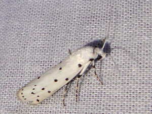 L 2853 Myelois circumvoluta  23 06 2019 LesCrêts JESC 376.JPG