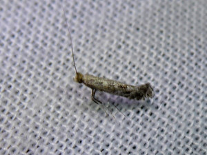 L 0482a Parornix sp. 23 06 2019 LesCrêts JESC 276.JPG