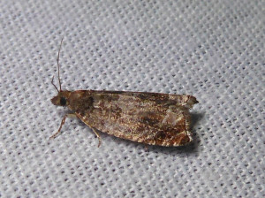 L 2212 Epinotia tenerana 23 06 2019 LesCrêts JESC 235.JPG