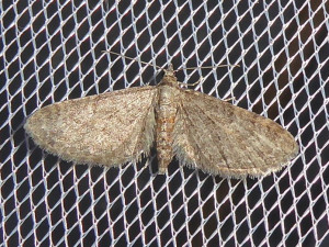 change 0492 suggestion Eupithecia indigata 29 06 2019 Corchevet JESC 214.JPG