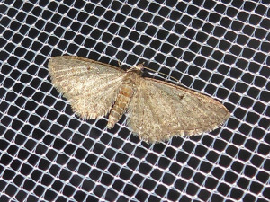 0492 suggestion Eupithecia indigata 29 06 2019 Corchevet JESC 193.JPG