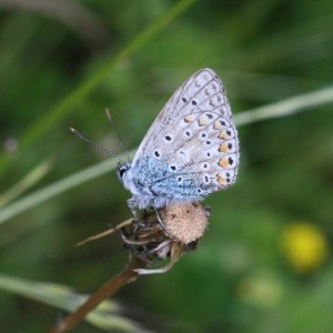 Copie de IMG_6977.JPG