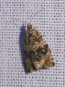 L 2202 suggestion Epinotia abbreviana 04 07 2019 Marchampt Le Fay JESC 057.JPG