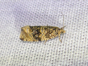 L 2202 suggestion Epinotia abbreviana 04 07 2019 Marchampt Le Fay JESC 113.JPG