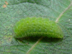 Polyommatus icarus.JPG