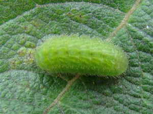 sur Lotus corniculatus.JPG