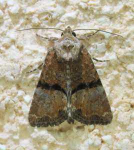 mesoligia faruncula (2)_redimensionner.jpg