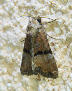 mesoligia faruncula (1)_redimensionner.jpg