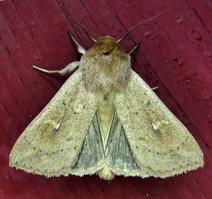 Mythimna ferrago F. ( = Aletia ferrago) (2) -La Noctuelle lythargyrée 1_redimensionner.jpg