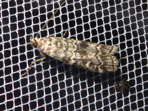 L 2792 Dioryctria sylvestrella 02 08 2019 Ancy JESC 287.JPG