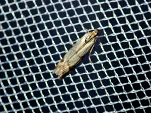 L 2768 suggestion Pempelia genistella 02 08 2019 Anse O JESC 076.JPG