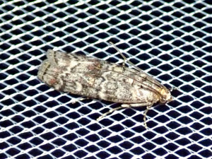 L 2789 Dioryctria abietella 23 07 2019 St Cyr-le-Chatoux JESC 079.JPG