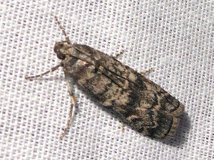 L 2789 Dioryctria abietella 04 07 2019 Marchampt Le Fay JESC 088.JPG
