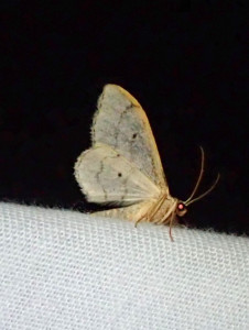 22 08 2019 Claveisette JESC 001 (80).JPG