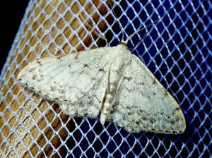 0188 Idaea contiguaria 29 08 2019 Cublize JESC 016.JPG