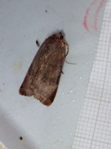 1564 Agrotis segetum 29 08 2019 Cublize JESC 154.JPG