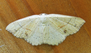 Cyclophora ruficiliaria  ptetre_redimensionner.jpg