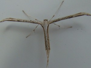 Emmelina monodactyla.JPG
