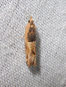 2212 Epinotia tenerana 11 11 2019 Lissieu Bois Dieu JESC 010.JPG