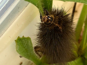 Spilosoma lubricipeda tête-0921.jpg