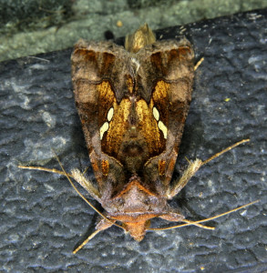 Chrysodeixis chalcites 2_redimensionner.jpg