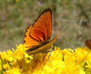 Cuivré de la verge d'or mâle.JPG
