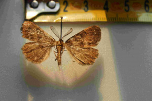 L'hospitalet 2 48 Lozère 08 2012.jpg