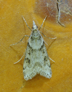 3  Eudonia angustea_redimensionner.jpg