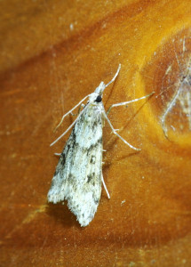 3a Eudonia angustea_redimensionner.jpg