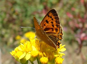 Cuivré de la verge d'or femelle.JPG