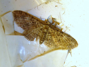 0459 Eupithecia abbreviata ou 0458 cocciferata  16 04 2020 Lissieu Bois Dieu JESC 061.JPG