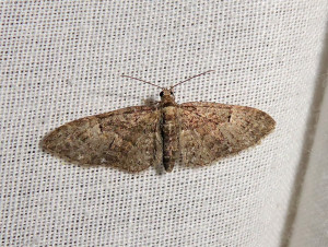 0514 Eupithecia vulgata 07 04 2020 Lissieu Bois Dieu JESC 002.JPG