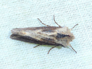 1565 Agrotis clavis 24 04 2020 Lissieu Bois Dieu JESC-3 024.JPG