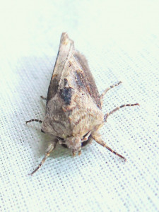 1565 Agrotis clavis 24 04 2020 Lissieu Bois Dieu JESC-3 026.JPG