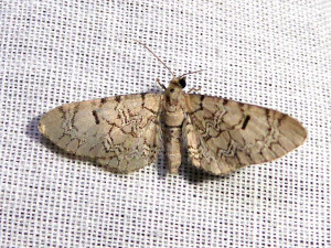 0453 Eupithecia venosata 29 04 2020 Lissieu Bois Dieu JESC-3 013.JPG