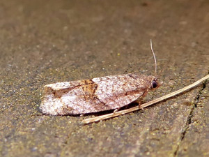 L possible 1952 Archips Syndemis musculana 29 04 2020 Lissieu Bois Dieu JESC-3 029.JPG