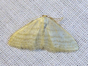 0168 Idaea fuscovenosa 04 05 2020 Lissieu Bois Dieu JESC-3 015.JPG