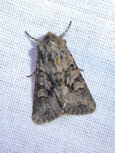 1355 Oligia latruncula  09 05 2020 Lissieu Bois Dieu JESC.JPG