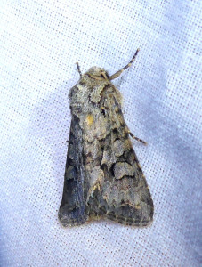 1354 Oligia strigilis-versicolor 09 05 2020 Lissieu Bois Dieu JESC-7 052.JPG