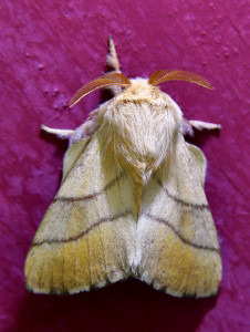 Malacosoma neustria 2_redimensionner.jpg