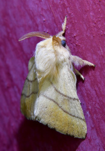 Malacosoma neustria_redimensionner.jpg