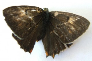 3327 Lycaenidae Thecla betulae Thécla du bouleau m 2009.08.01 (7p%).JPG