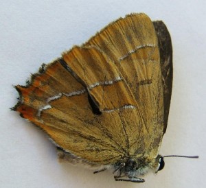 3327 Lycaenidae Thecla betulae Thécla du bouleau m 2009.08.01 (3p%).JPG