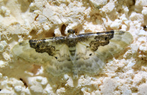 Idaea rusticata -La Phalène rustique, l'Acidalie rustique_redimensionner.jpg