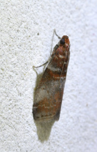 Acrobasis advenella 2_redimensionner.jpg